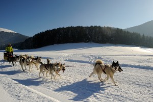 les-chiens-heureux-a-payolle