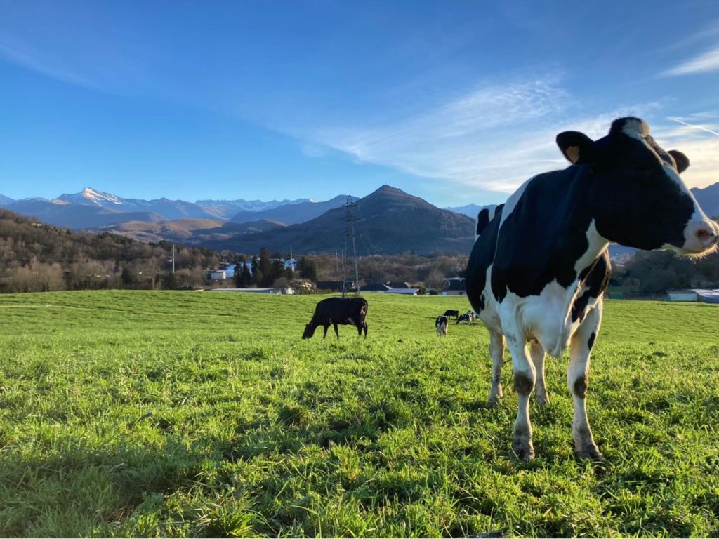 vaches ferme de sayous